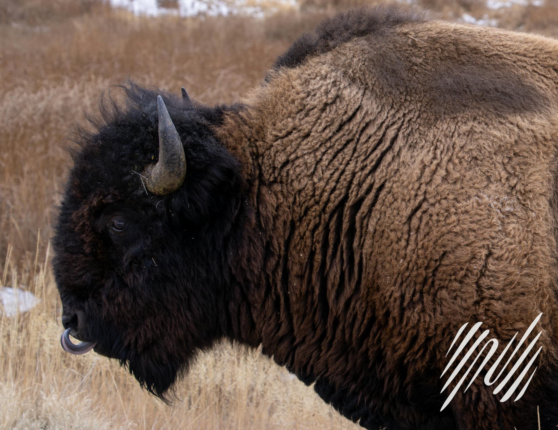 American Bison