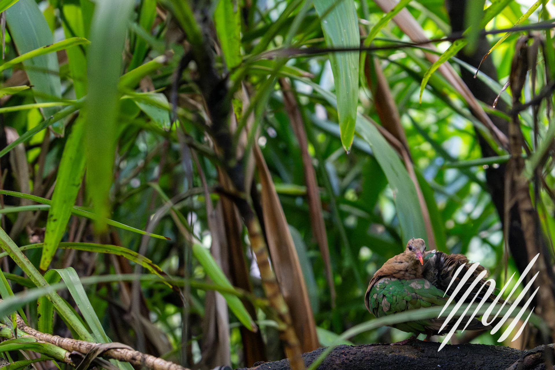Emerald Dove Resting