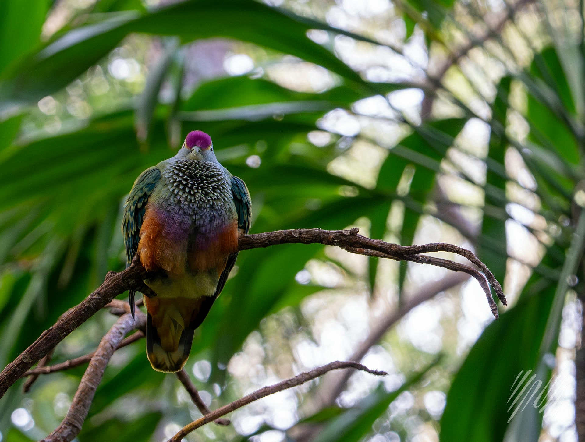 Magenta Crown Bird