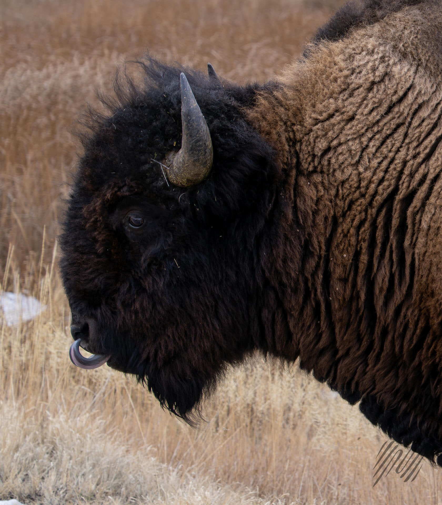 Bison Side Portrait