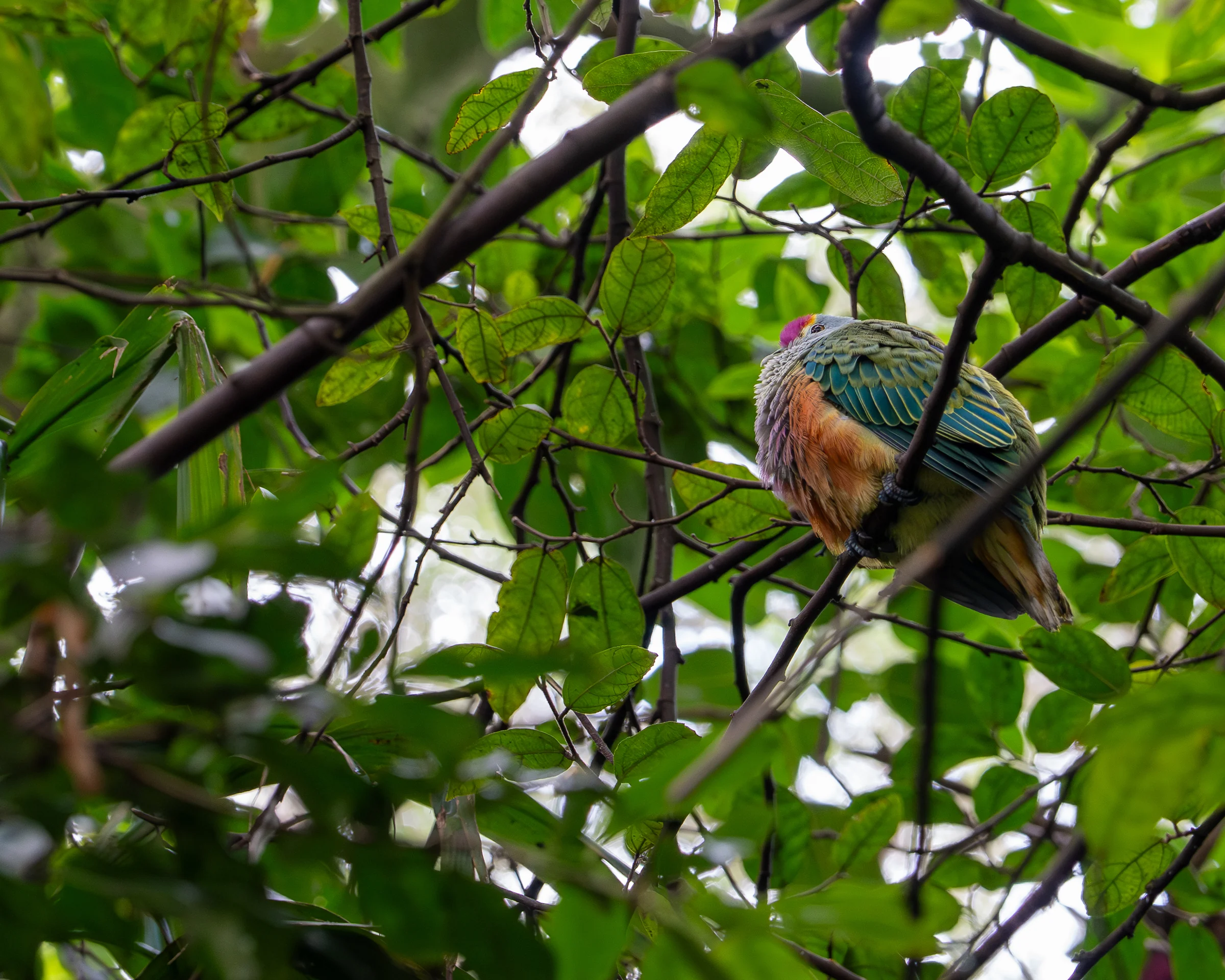 A colorful bird partly hidden among glossy green leaves and crossing branches.