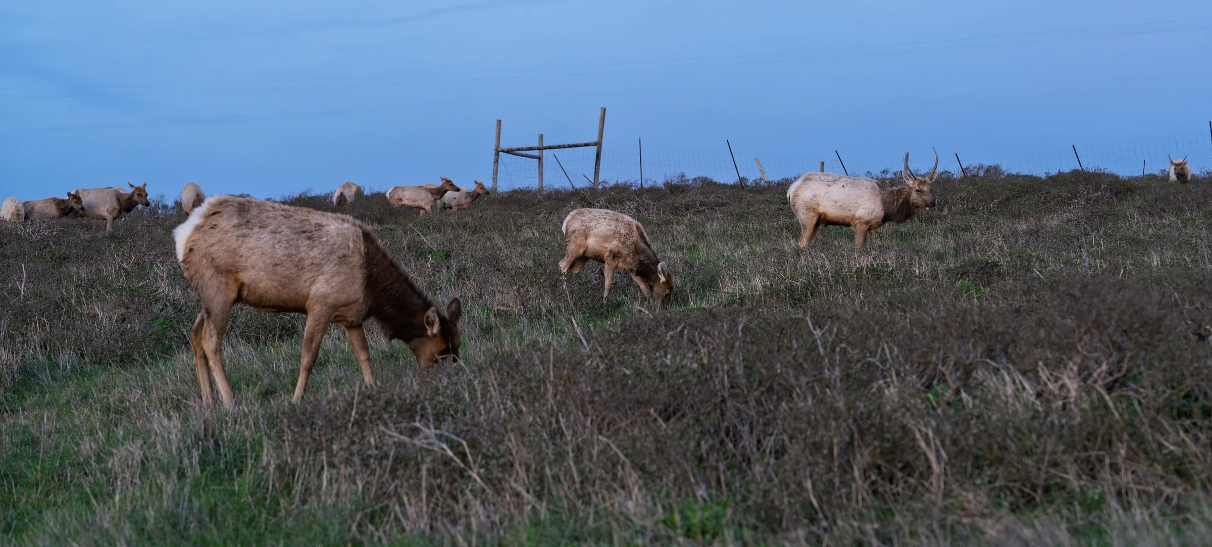Several large tan animals grazing across a grassy field under a clear blue sky.