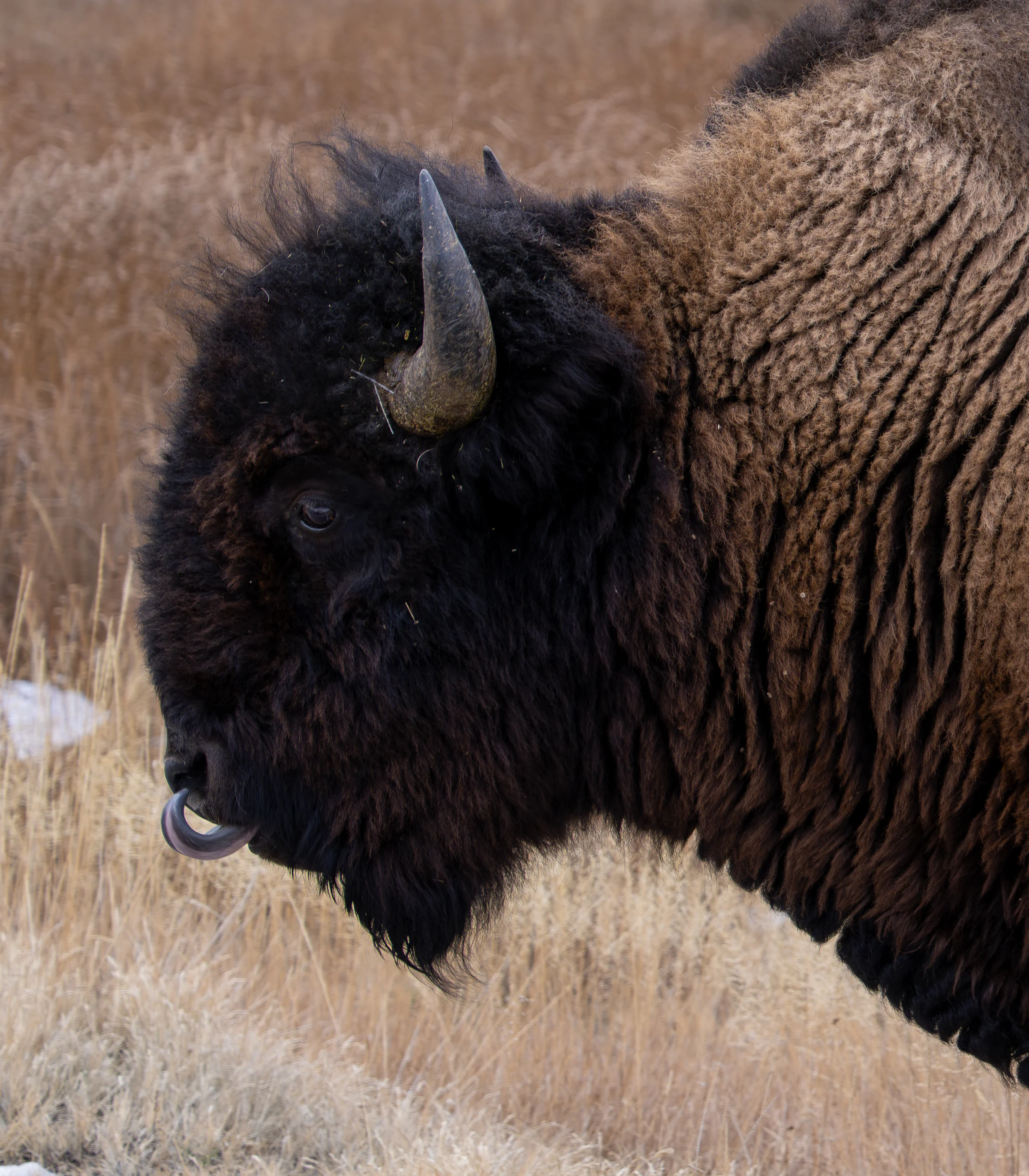 Close view of a large dark brown animal with a pale curved horn against dry grass.